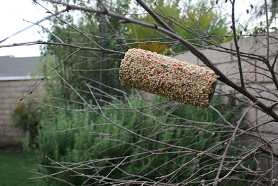EASY and FUN Toiletpaper Roll Bird Feeders! EASY and FUN Toiletpaper Roll Bird Feeders!