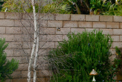 EASY and FUN Toiletpaper Roll Bird Feeders! EASY and FUN Toiletpaper Roll Bird Feeders!