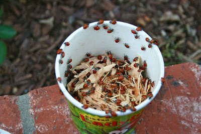 1,500 Ladybugs! 1,500 Ladybugs!