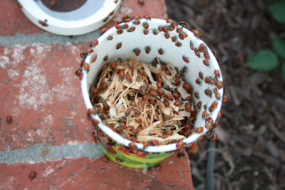 1,500 Ladybugs! 1,500 Ladybugs!
