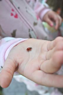 1,500 Ladybugs! 1,500 Ladybugs!