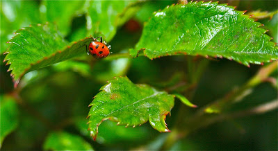 1,500 Ladybugs! 1,500 Ladybugs!