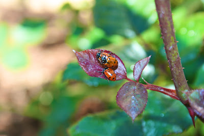 1,500 Ladybugs! 1,500 Ladybugs!