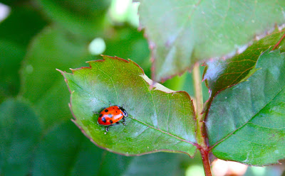 1,500 Ladybugs! 1,500 Ladybugs!