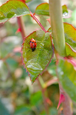 1,500 Ladybugs! 1,500 Ladybugs!