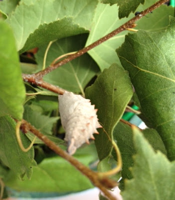 Caterpillars! Caterpillars!