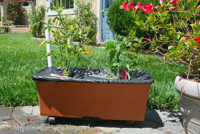 Our Earthbox Garden! Our Earthbox Garden!