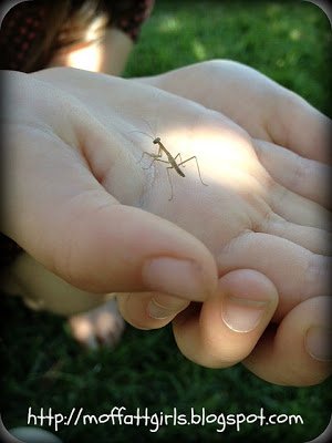 Praying Mantises!