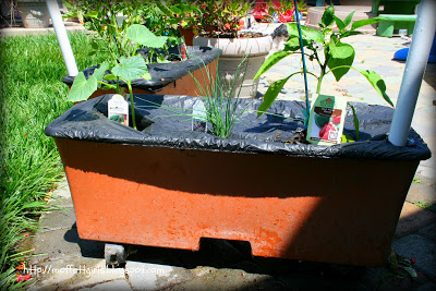 Our Earthbox Garden! Our Earthbox Garden!