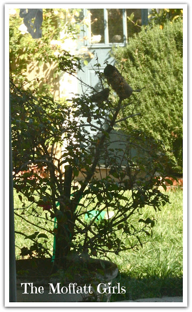 An EASY Bird Feeder Craft! An EASY Bird Feeder Craft!