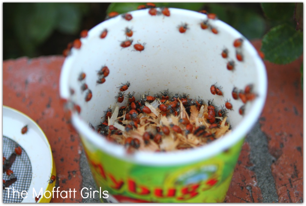 FUN with Ladybugs!