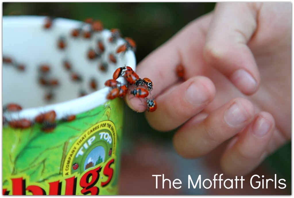 FUN with Ladybugs!