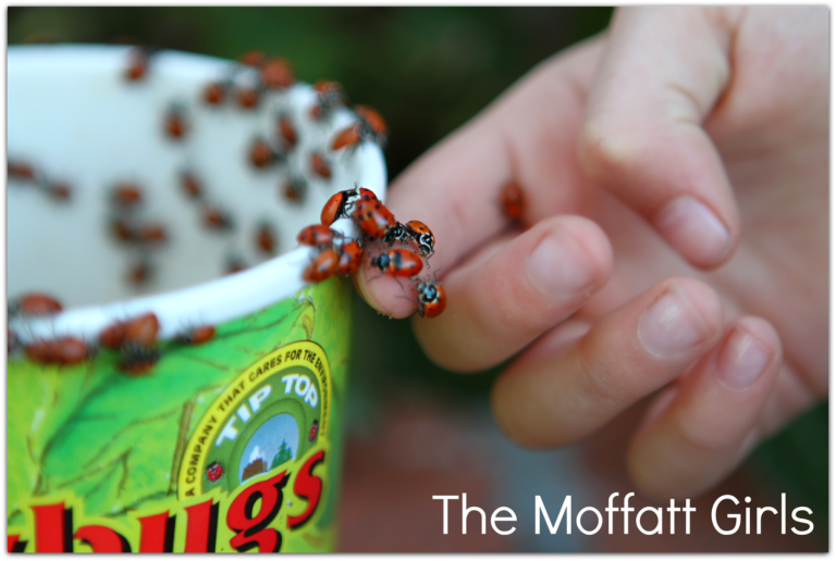FUN with Ladybugs!