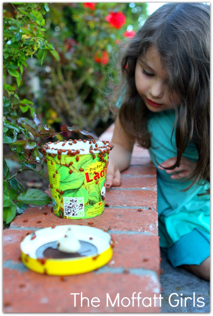 FUN with Ladybugs!