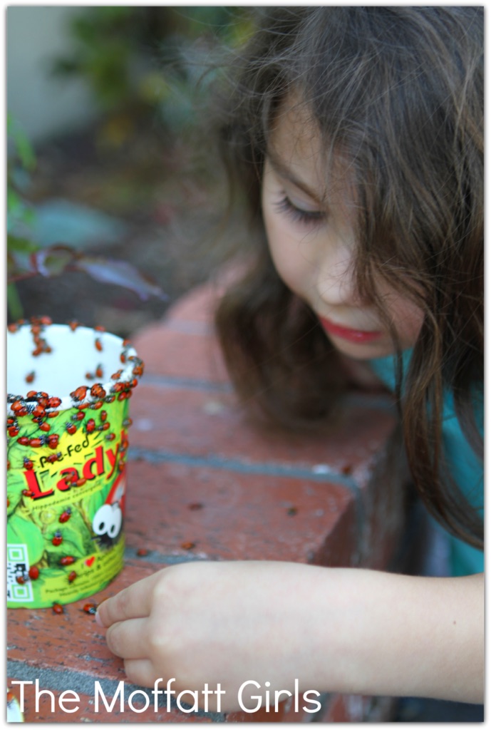 FUN with Ladybugs!