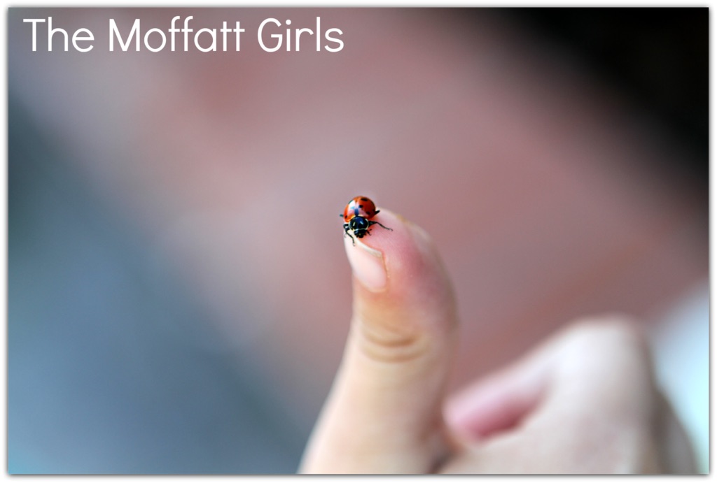 FUN with Ladybugs!