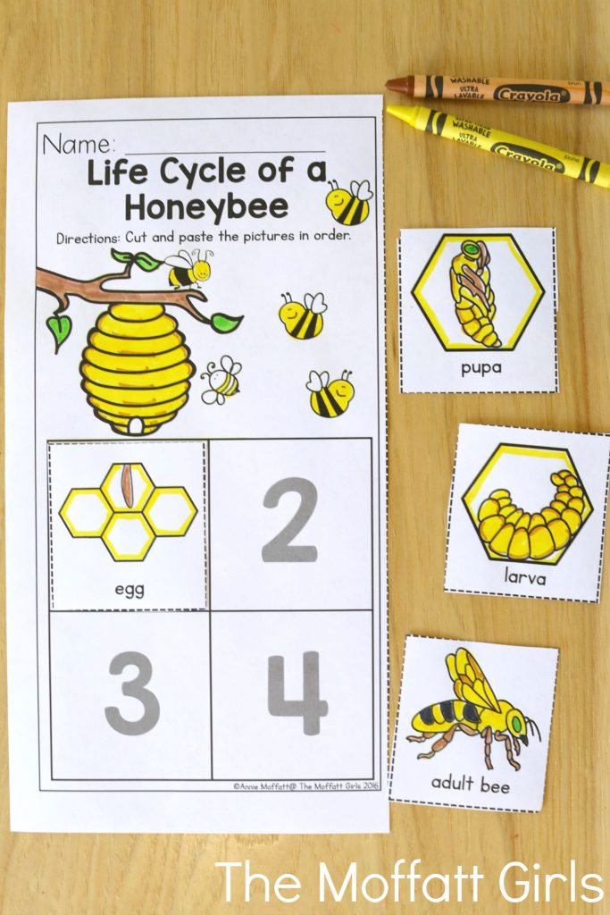 Summer Review Packets! Life Cycle of a Honeybee- Avoid the Summer Slide! Help your students stay on track during summer break with these FUN activities! Perfect for Preschool going into Kindergarten!