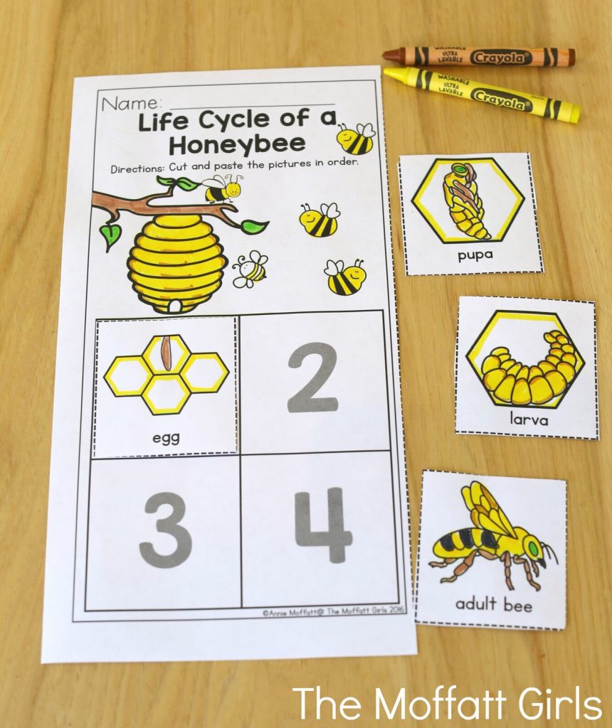 Summer Review Packets! Life Cycle of a Honeybee- Avoid the Summer Slide! Help your students stay on track during summer break with these FUN activities! Perfect for Preschool going into Kindergarten!