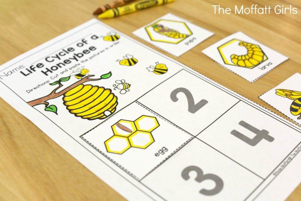 Summer Review Packets! Life Cycle of a Honeybee- Avoid the Summer Slide! Help your students stay on track during summer break with these FUN activities! Perfect for Preschool going into Kindergarten!