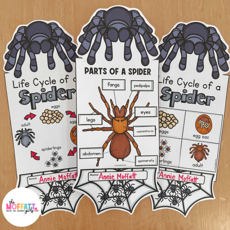 Spider Science Unit and Craft
